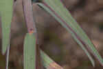 Greater Florida spurge